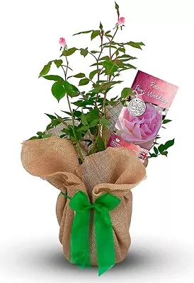 £27.99 • Buy Pearl Wedding Gift Rose - 30th Anniversary Gift - Gift Wrapped With Huge Bow
