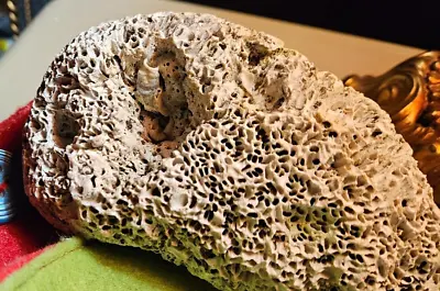 Large RARE PACIFIC FISSION WORM Rock COLONY FALSE BRAIN CORAL Beach Decor • $27