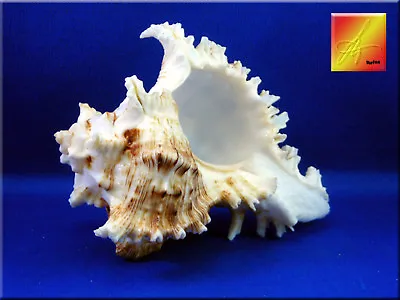 One Pacific Murex Ramosus Shell (Ram's Murex) 3-4   Aquarium Beach Crafts Decor • $6.99