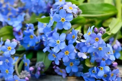 1200+ Forget Me Not Flower Seeds | Attract Pollinators With This Perennial • $3.98