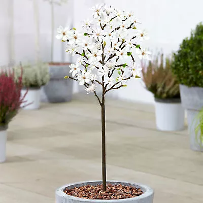 Magnolia 'Stellata' Tree | Potted Trees For Small Gardens Patio Plants | 2-3ft • £27.99