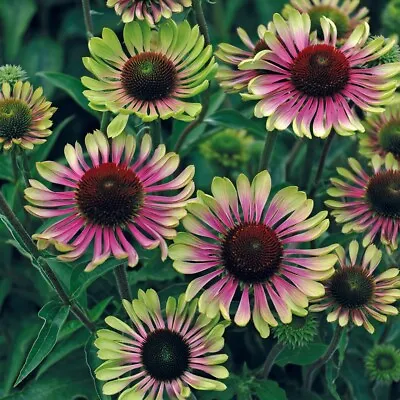 Echinacea Green Twister - 1 X 6cm Plug Plants • £6.49