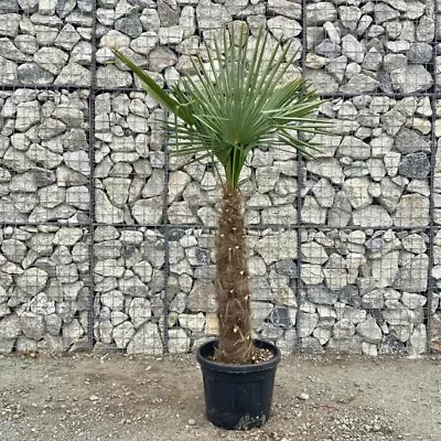 Palm Tree (Trachycarpus Fortunei) Trunk: 80 – 100 Cm • £284.95