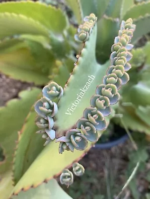 10+ Mother Of Millions Thousands Kalanchoe Succulent Mexican Hat Plant Cuttings • $5.99
