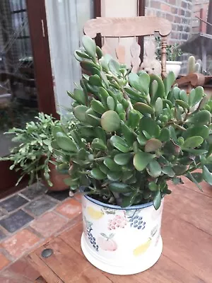 £1.85 • Buy  Jade Plant ,  Money Tree Cuttings Crassula Ovata Succulent Plant 