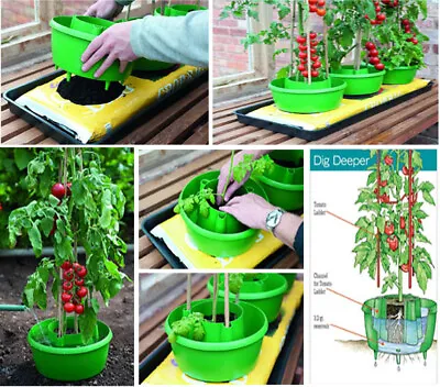 £4.40 • Buy Tomatoes Plant Halos Pot Grow Bag Watering Plastic Round Tomatos Seed Grow Halos