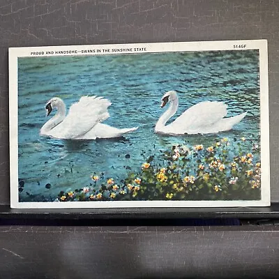 Swans Swimming In Sunshine State FL Lake Wildflowers Flowers Vintage Postcard • $0.50