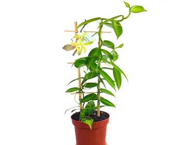Vanilla Planifolia Orchid Plant Species 35 Rooted Live Cutting Vanilla 5 FREE • $85.99