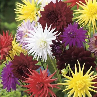 6 X Dahlia Cactus Plug Plants • £3.49