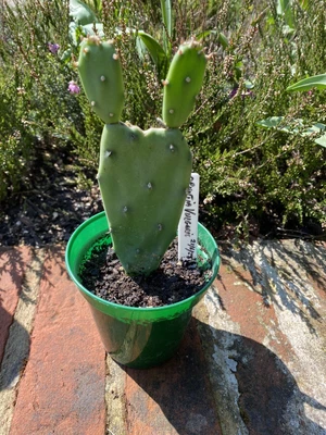 £12 • Buy Opuntia Vulgaris Prickly Pear