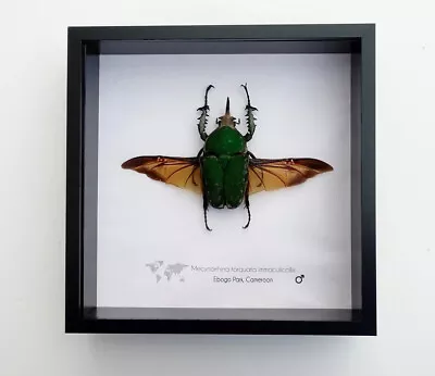 Mecynorrhina Torquata Immaculicollis Male Beetle Taxidermy  Frame 8  X 8  • $82.05