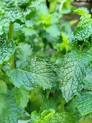 3 Wrigley's Spearmint Mint Plants  (Organic) Live Plants • $14