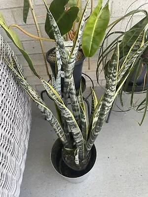 Sansevieria Trifasciata | Snake Plant | Mother-in-law's Tongue | Large | Garden • $40