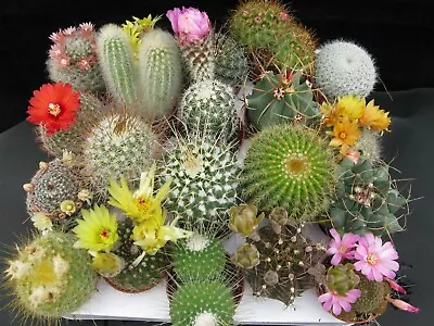 EZ Grow Cactus Mix | Fruiting | Flowering 20+ Variety 50+ Seeds Free Shipping! • $4.88