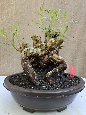 Old Grevillea Robusta Silky Oak Bonsai Tree Sale  • $258