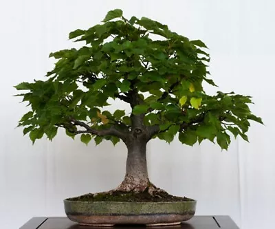 Tilia Cordata (Small Leaved Lime) - 30 Seeds • £2.40