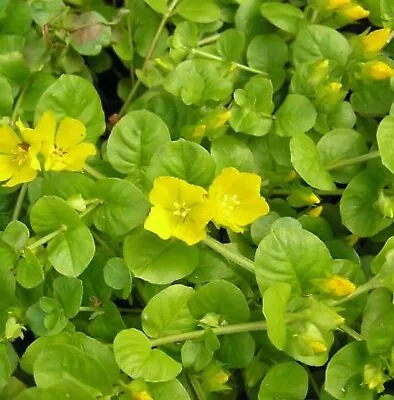 5x Creeping Jenny Plants/strands With Roots Pond Water Plants • £6.75