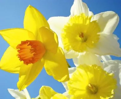1-20kg Mix Daffodil Narcissus Garden Bulb Spring Flowering Tazetta Wisley Minnow • £84.99