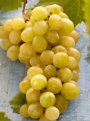 Grape Cuttings Muscat Of Alexandria 3 Plants With ROOTS Yellow Grapes.  • $50