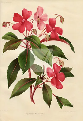 IMPATIENS Petersiana - Gorgeous Botanical Print - 1910 #I-836 • £25.60