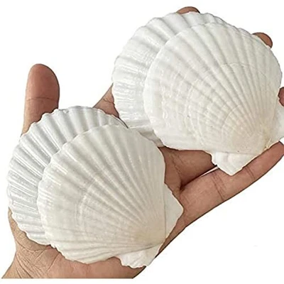 $18.64 • Buy QICQDRAM Sea Shells For Crafts Decoration Crafting White Scallop Shells For C...