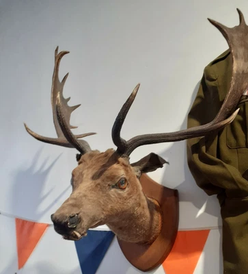 £100 • Buy Taxidermy Stags Head Mounted On Wood Shield Plaque