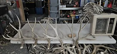 6 Big Mule Deer Set Antlers Sheds Horns Elk Moose Rack • $285