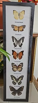 7 Real  Mounted Butterflies  In Acrylic  Frame Wood Size 21 X6  • $55.99