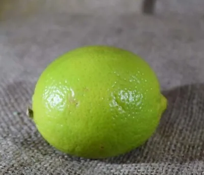 Organic Persian Lime 5x Seeds • £4.35