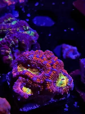 WYSIWYG Crazy Rainbow Acan Lord Frag Colony Multicolor Live Coral LPS SPS HG Zoa • $44.99