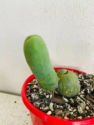 Bridgesii Monstrose- 'Penis CactusBridgesii Monstrose 'Penis Cactus' • $45.90