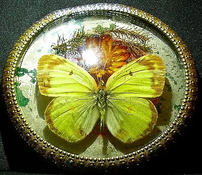Vintage Framed Mounted Butterfly - Aphrissa Statira ? • $1.23