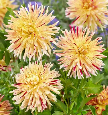 1x Dahlia 'Cambridge' Garden Flower Tuber Buy Plant Now For Spring Easy • £3.99