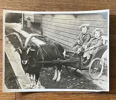 Large Antique GOAT CART Wagon Boys Vintage PHOTO SHEEP HORNS • $12.99