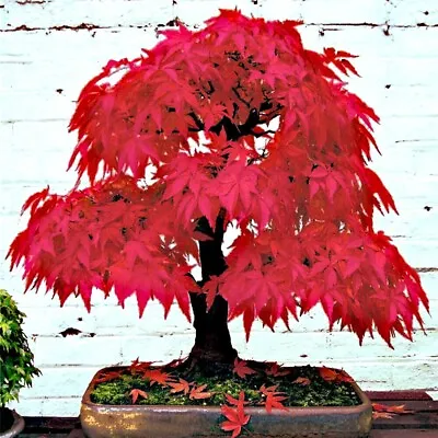 $6.95 • Buy 10 Red Japanese Maple Tree Seeds Palmatum Atropurpureum Cold Hardy Bonsai Plant