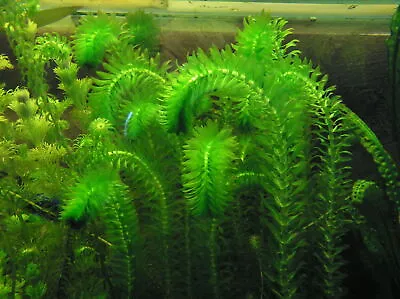 £2.89 • Buy Elodea Densa 5-500 Oxygenating Pond / Tropical Aquarium Live Plants ROOT TABS