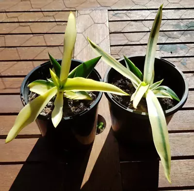 Agave Desmettiana Varigata (Yellow Variant) X1 • $24.99