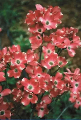 5 Red Pygmy Dogwood Seeds Tree Flowering Hardy Fall Color Flower Flowering 161 • $4.79