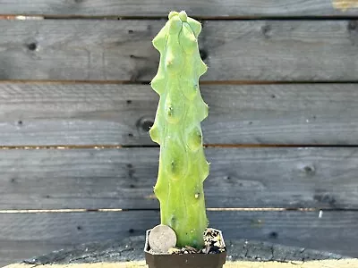 ROOTED Boobie Cactus Myrtillocactus Geometrizans Fukurokuryuzinboku 8.15'' • $1.25