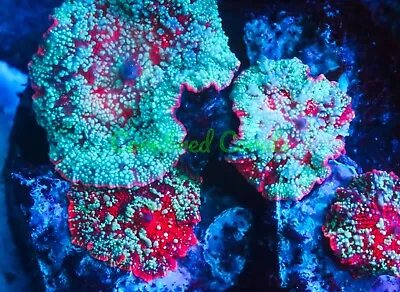 Cornbred's Enchanted Mushroom - Frag - LIVE CORAL • $99.99