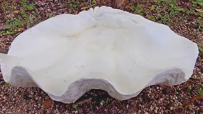 Latex Shell Mold W /plastic Backup Planter Birdbath Mould 15  X 10  X Up To  5 H • $349.95