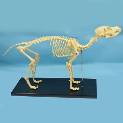 Veterinary Anatomy Dog Bone Skull Canine Skeleton Teaching Model W/ Display New • $68.53