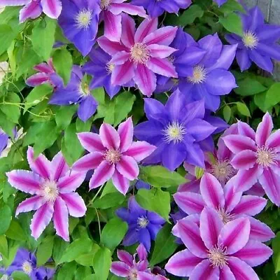 £6.99 • Buy Clematis In Range Of Colour Shades Spring/Summer Blooming Flowers 9cm Pots 