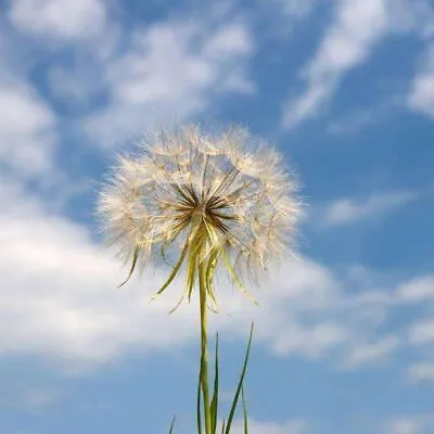 100 Dandelion Seeds Taraxacum Mongolicum  • £2.94