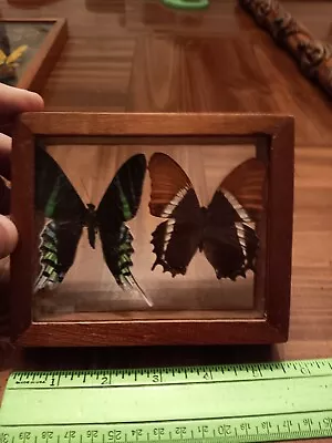 Real Framed Butterflies (2) In 4.5x5.5   Double Sided Glass Frame • $9.99