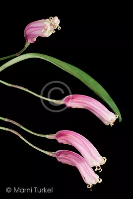 Masdevallia Notosiberica TUBULAR PINK WITH CURLY TAILS Orchid Species • $34.99