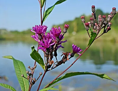 100 Ironweed Medicinal Herb Seeds Purple Flower FREE SHIPPING Vernonia Fascicula • $2.19