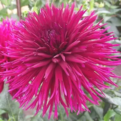 Dahlia 'Urchin' Tuber (Cactus-shaped Flowers) Free UK Postage • £14.50