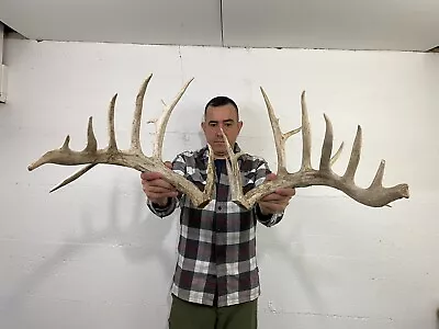 233” Set Whitetail Deer Antlers Cuts Sheds Rack Taxidermy Mount Cabin Decor • $160.50