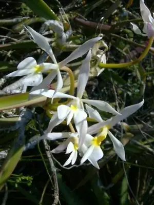 NIGHT FRAGRANT Mexican SPECIES Epidendrum Falcatum ORCHID • $29.95